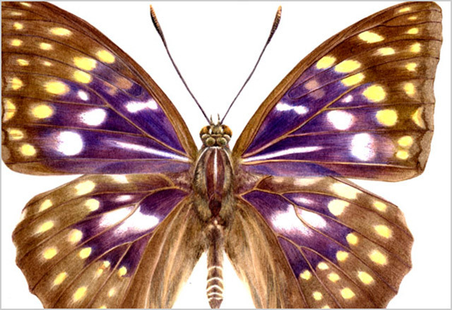 アクリル画_オオムラサキ