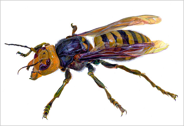 アクリル画_スズメバチ