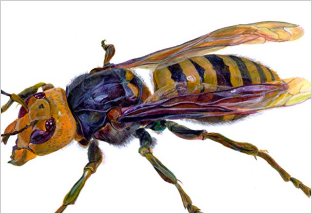 アクリル画_スズメバチ